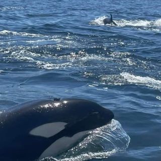 Grupo de orcas impresiona en Bucerías y Puerto Vallarta (VIDEO)