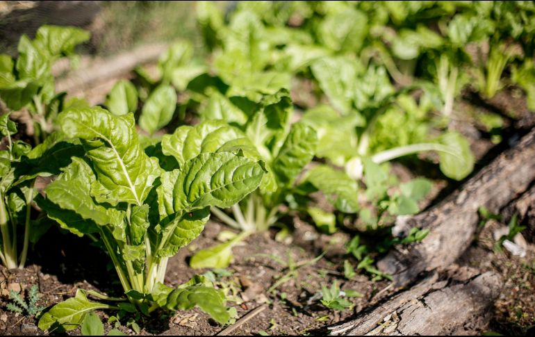 Estos alimentos te ayudarán a recordar fortaleciendo los mecanismos internos de la memoria. EL INFORMADOR / ARCHIVO