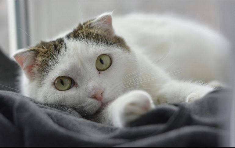 Estas son las recomendaciones para proteger a tu mascota del Eclipse Solar del próximo lunes 8 de abril. ESPECIAL / PEXELS