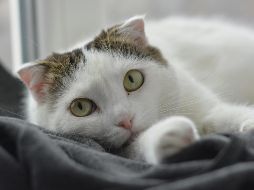 Estas son las recomendaciones para proteger a tu mascota del Eclipse Solar del próximo lunes 8 de abril. ESPECIAL / PEXELS