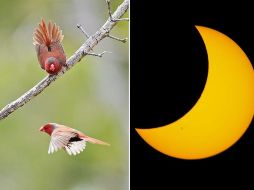 En observaciones pasadas, se ha notado una serie de comportamientos interesantes en animales durante los eclipses solares. UNSPLASH / D. Clode / EL INFORMADOR / ARCHIVO