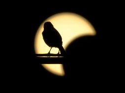El último eclipse de sol como el que ocurre este lunes fue en 1991. AFP / ARCHIVO