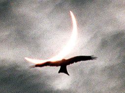 Durante los eclipses solares se ha podido observar a algunas aves acurrucarse o volando de regreso a sus nidos, como si fuera el atardecer. AFP / ARCHIVO