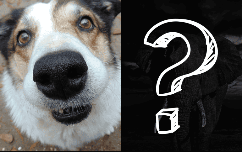 El olfato en los animales es un tesoro sensorial que guía sus vidas y garantiza su supervivencia. ESPECIAL/CANVA
