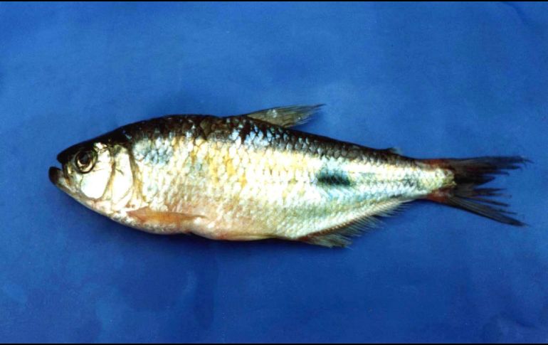 Este alimento es el que más colágeno contiene por porción. AFP / ARCHIVO