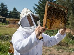 Este evento de convertirse apicultor por un día, será una experiencia nueva en tu vida. NOTIMEX / ARCHIVO