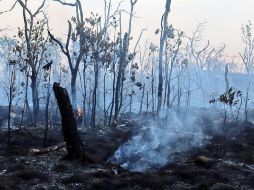 Se espera que en las próximas horas acudan más brigadistas de Zapopan para liquidar totalmente el fuego. CORTESÍA/ Protección Civil de Zapopan.