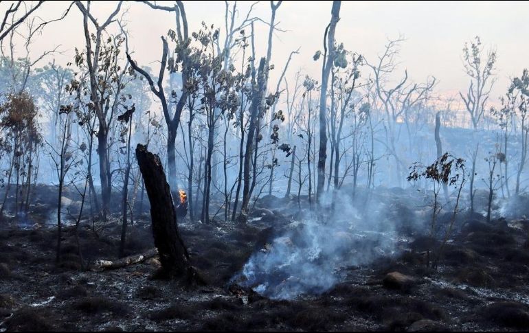 Se espera que en las próximas horas acudan más brigadistas de Zapopan para liquidar totalmente el fuego. CORTESÍA/ Protección Civil de Zapopan.