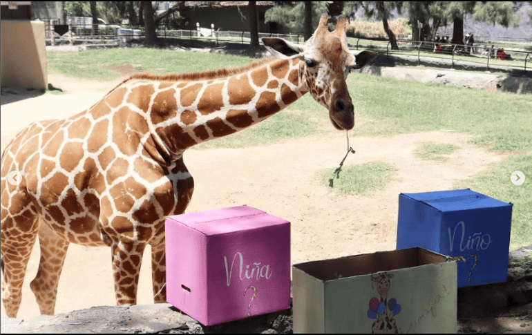 Las y los trabajadores del Zoológico le prepararon un enriquecimiento alimenticio para que la salud de Juana este en perfectas condiciones para convertirse en mamá. ESPECIAL/ INSTAGRAM/ @zoologicoguadalajara.