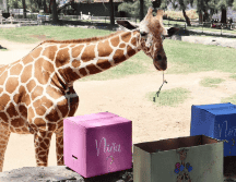 Las y los trabajadores del Zoológico le prepararon un enriquecimiento alimenticio para que la salud de Juana este en perfectas condiciones para convertirse en mamá. ESPECIAL/ INSTAGRAM/ @zoologicoguadalajara.