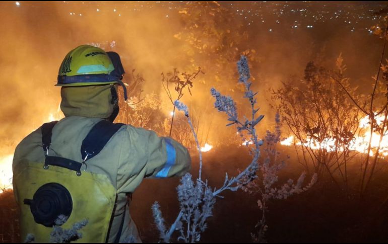 El incendio afectó una hectárea de pastizal y hojarasca, ya que fue controlado de forma rápida. ESPECIAL/ Protección Civil Zapopan