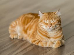 Su olfato, gusto y audición se vuelven menos agudos, lo cual afecta su apetito. UNSPLASH / Michael Sum