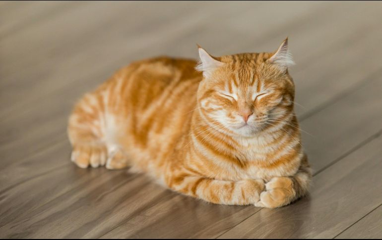 Su olfato, gusto y audición se vuelven menos agudos, lo cual afecta su apetito. UNSPLASH / Michael Sum