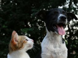 Las mascotas pueden ser refugio de parásitos, como las pulgas. ESPECIAL/ Foto de Anusha Barwa en Unsplash