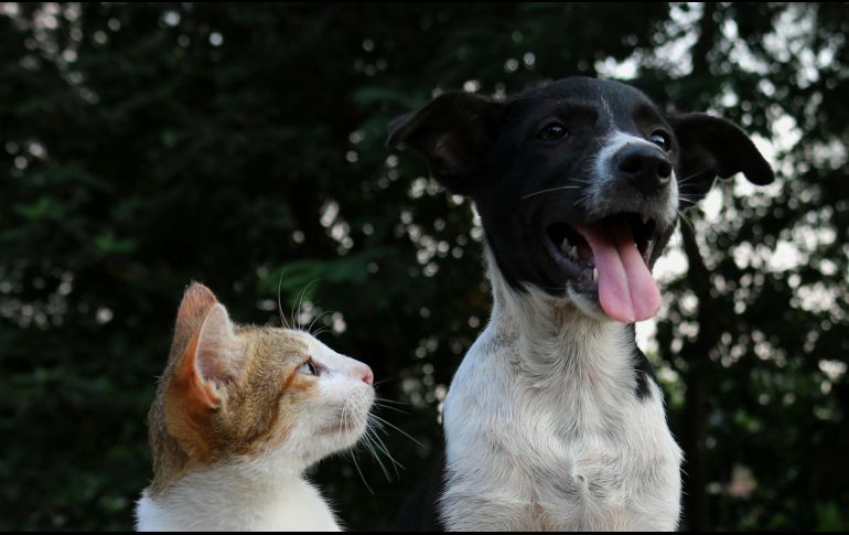 Las mascotas pueden ser refugio de parásitos, como las pulgas. ESPECIAL/ Foto de Anusha Barwa en Unsplash