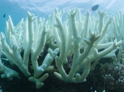 De acuerdo con los registros de NOAA, los primeros indicios de la repetición de este fenómeno ocurrieron el año pasado en el Caribe. EFE/WWF/Biopixel