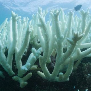 Los océanos sufren blanqueo masivo de los corales a nivel global: NOAA