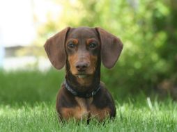 Los dachshunds son propensos a sufrir problemas de columna vertebral, especialmente la degeneración del disco intervertebral, que puede causar dolor y sufrimiento significativo. Pixabay