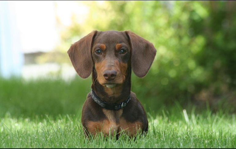 Los dachshunds son propensos a sufrir problemas de columna vertebral, especialmente la degeneración del disco intervertebral, que puede causar dolor y sufrimiento significativo. Pixabay