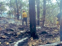 Brigadistas de seis dependencias participaron en la extinción del fuego. CORTESÍA/Semadet