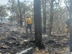 Este fue el quinto incendio registrado en al menos 7 días dentro del área natural protegida del bosque. ESPECIAL