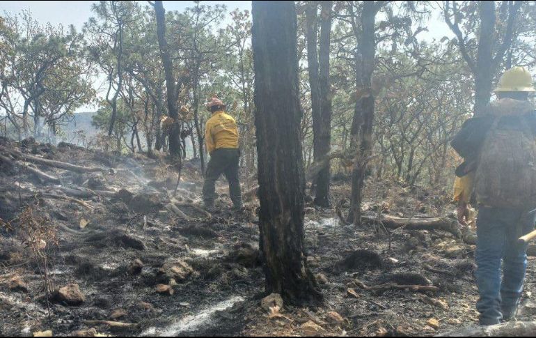 Este fue el quinto incendio registrado en al menos 7 días dentro del área natural protegida del bosque. ESPECIAL