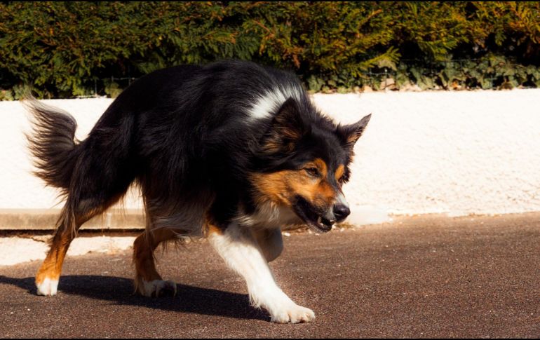 La iniciativa busca proporcionar recursos y herramientas prácticas para garantizar la seguridad tanto de los dueños como de los animales. Unsplash.