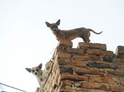 Es necesario que protejas a tu mejor amigo de las altas temperaturas, procurando que se encuentre en un ambiente fresco y a la sombra. EL INFORMADOR/ ARCHIVO.