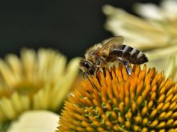 En general, los insectos no atacan a menos que se sientan amenazados, por lo que mantener la calma y no moverse es importante si se encuentran cerca de abejas. Pixabay.