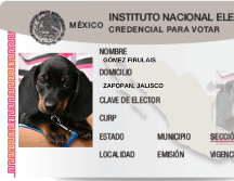 El registro de mascotas es obligatorio solo para los perros que pesen más de 15 kilos. ESPECIAL.