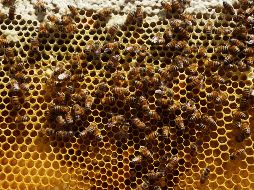 ¿Sabes qué hacer si sufres la picadura de una abeja? Lo primero es mantener la calma. SUN / ARCHIVO