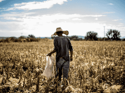 La Organización Internacional del Trabajo sugirió que los gobiernos pueden mejorar su legislación y ayudar a lidiar con el efecto creciente del cambio climático sobre sus trabajadores. EL INFORMADOR / ARCHIVO