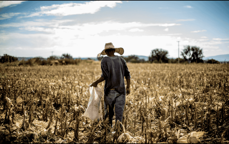 La Organización Internacional del Trabajo sugirió que los gobiernos pueden mejorar su legislación y ayudar a lidiar con el efecto creciente del cambio climático sobre sus trabajadores. EL INFORMADOR / ARCHIVO