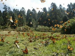 Hoy en día, el Día de la Tierra sigue siendo relevante en un mundo donde el cambio climático, la pérdida de biodiversidad y la contaminación representan desafíos urgentes. EL INFORMADOR / ARCHIVO