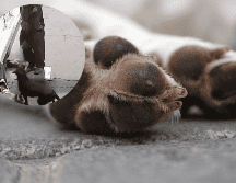 Hasta ahora se desconoce quién sea el hombre, y si tendrá alguna consecuencia por sus acciones.  ESPECIAL/Pixabay.