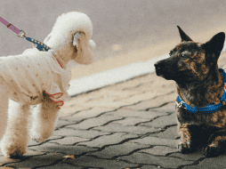 Es importante que te informes sobre las necesidades individuales de tu perro. UNSPLASH / Bundo Kim