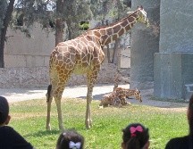 En el Zoológico de Guadalajara con la llegada de la nueva jirafita ahora hay 13 jirafas que puedes visitar.  EL INFORMADOR/ ARCHIVO.