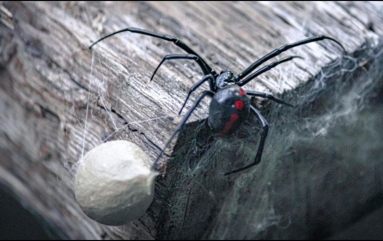 El portal Mayo Clinic indica que las picaduras de araña solo causan lesiones leves, aunque hay especies peligrosas. ESPECIAL / Foto de Tom Sid en Unsplash