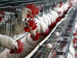 La experta de la OMS recalcó que la variante 2.3.4.4b del virus 