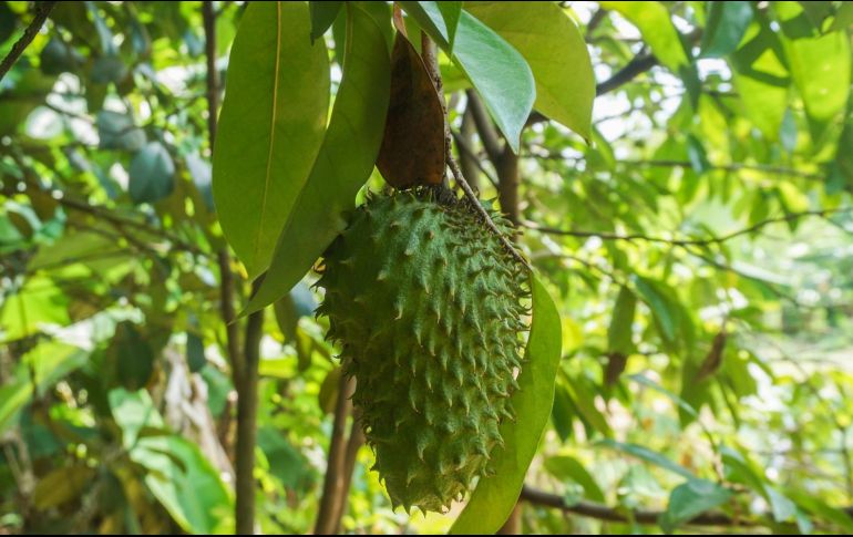 La guanábana es reconocida por sus importantes propiedades medicinales y cosméticas. Según la Secretaría de Cultura y Desarrollo Rural. Pixabay.