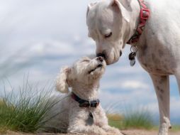 Aunque en ambas edades hay una tendencia a dedicar más tiempo al descanso, los perros mayores requieren más horas de sueño debido a que su cuerpo ya no es el mismo de antes y tiende a agotarse más rápido. PIXABAY