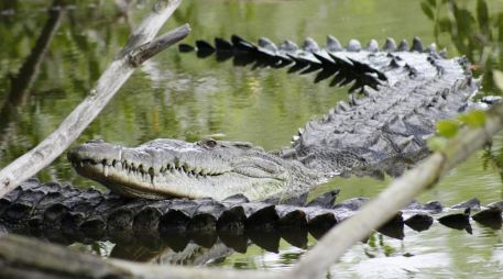 El reptil, que cuenta. con un estatus de protección en la Nom-059-SEMARNAT-2010. NOTIMEX/ ARCHIVO.