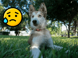 Esto puedes hacer para ayudar al ansioso de tu perrito. EL INFORMADOR / ARCHIVO