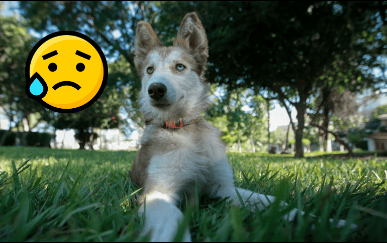 Esto puedes hacer para ayudar al ansioso de tu perrito. EL INFORMADOR / ARCHIVO