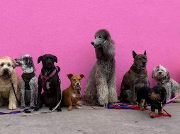 Esta es la raza perfecta para tener como mascota de acuerdo a ciertos veterinarios expertos. ESPECIAL / Unsplash Hannah Lim