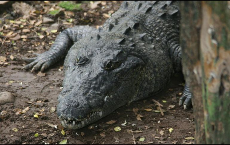 Hace aproximadamente cuatro años, los habitantes locales coincidieron en haber avistado al animal en el embalse. NTX/ARCHIVO