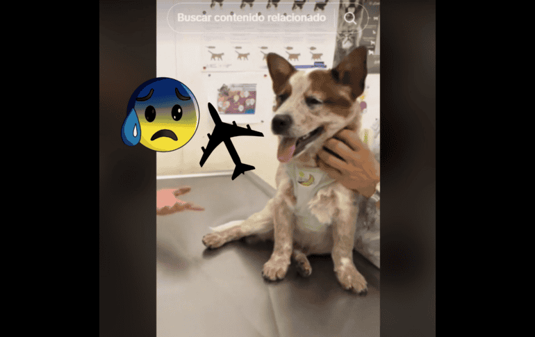 Este percance recuerda los cientos de casos de mascotas que pierden la vida por negligencias de las aerolíneas. TIKTOK/@01puni01