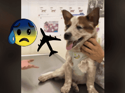 Este percance recuerda los cientos de casos de mascotas que pierden la vida por negligencias de las aerolíneas. TIKTOK/@01puni01