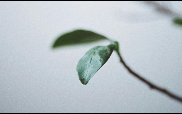 Una vez que las cucarachas han decidido invadir tu hogar, se convierten en una plaga difícil de erradicar. Unsplash.