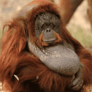 ¡Increíble! Orangután se cura una herida con planta medicinal y se vuelve viral (VIDEO)